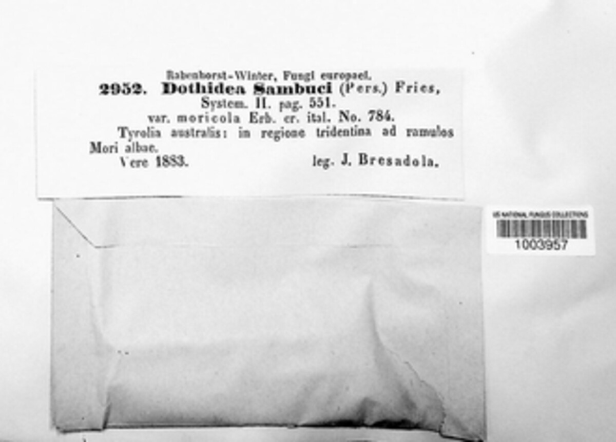 Dothidea sambuci image